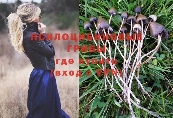 стаф Богданович